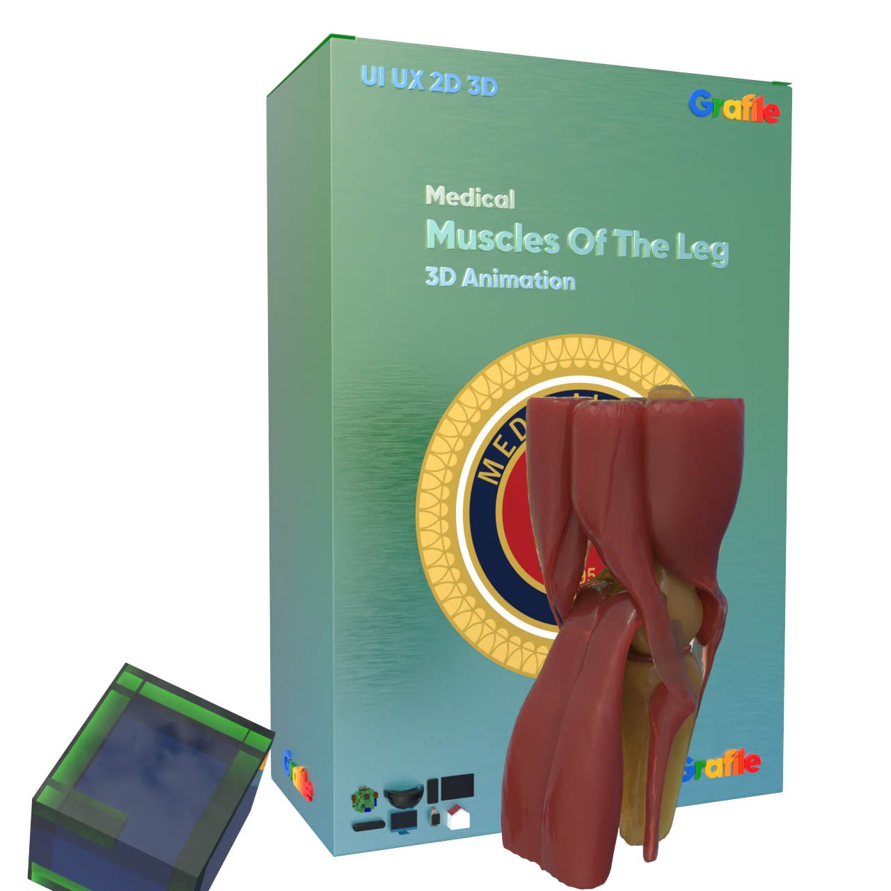 MV Muscles Of The Leg Medical  Muscular 3D Animation