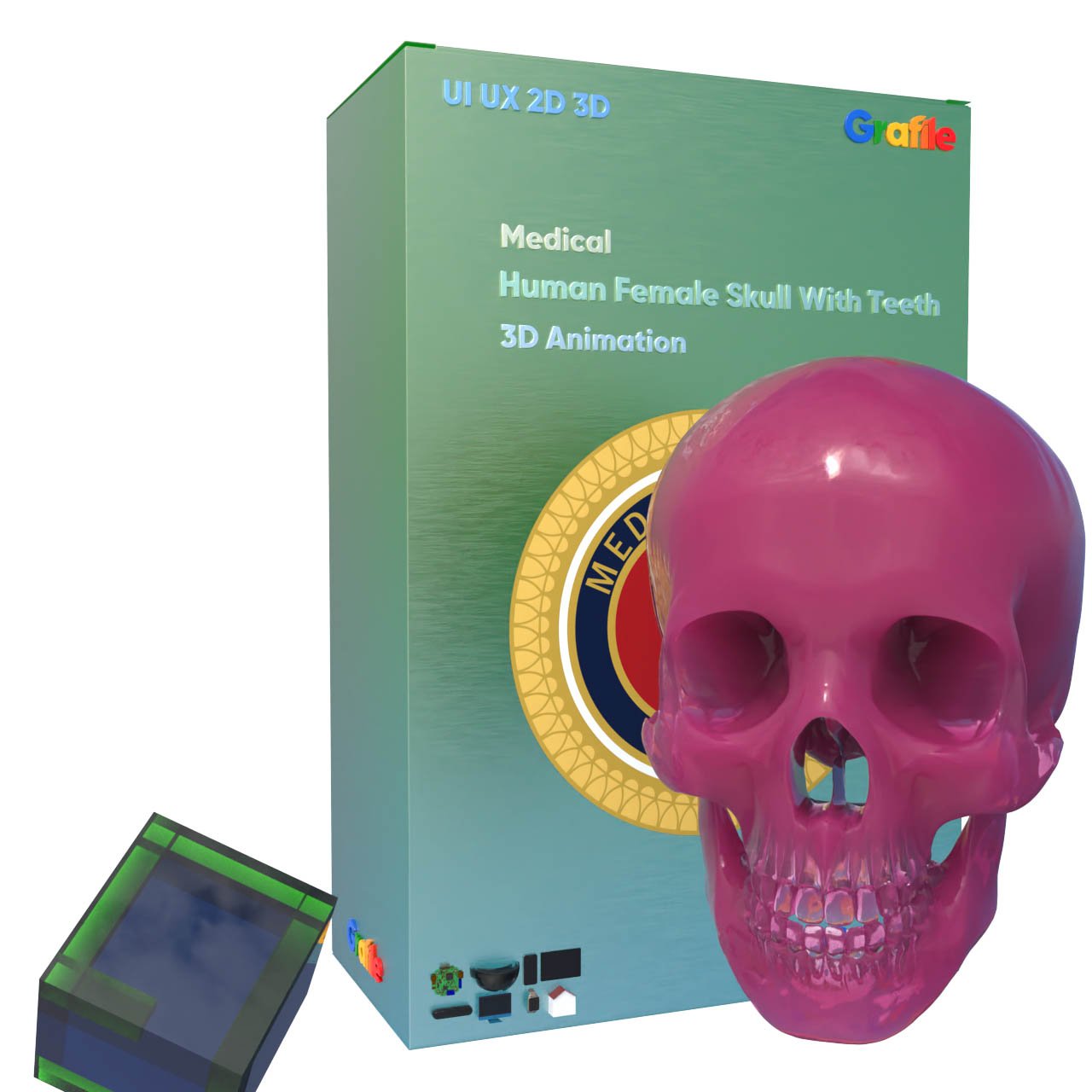 MV Human Female Skull With  Teeth Medical Skeletal 3D Animation