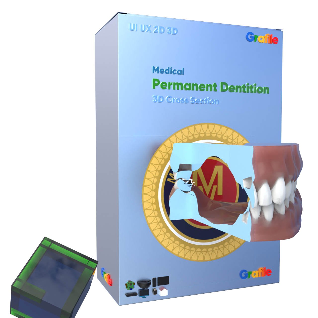 MV Permanent Dentition Medical Orthodontics 3D Cross Section