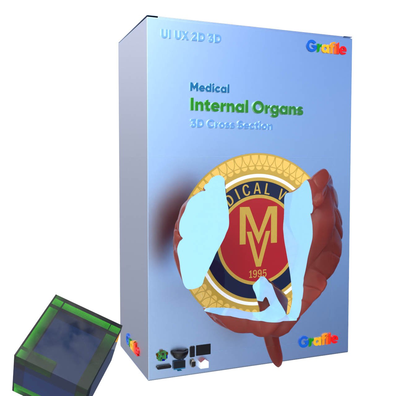 MV  Internal Organs Medical Digestive 3D Cross Section