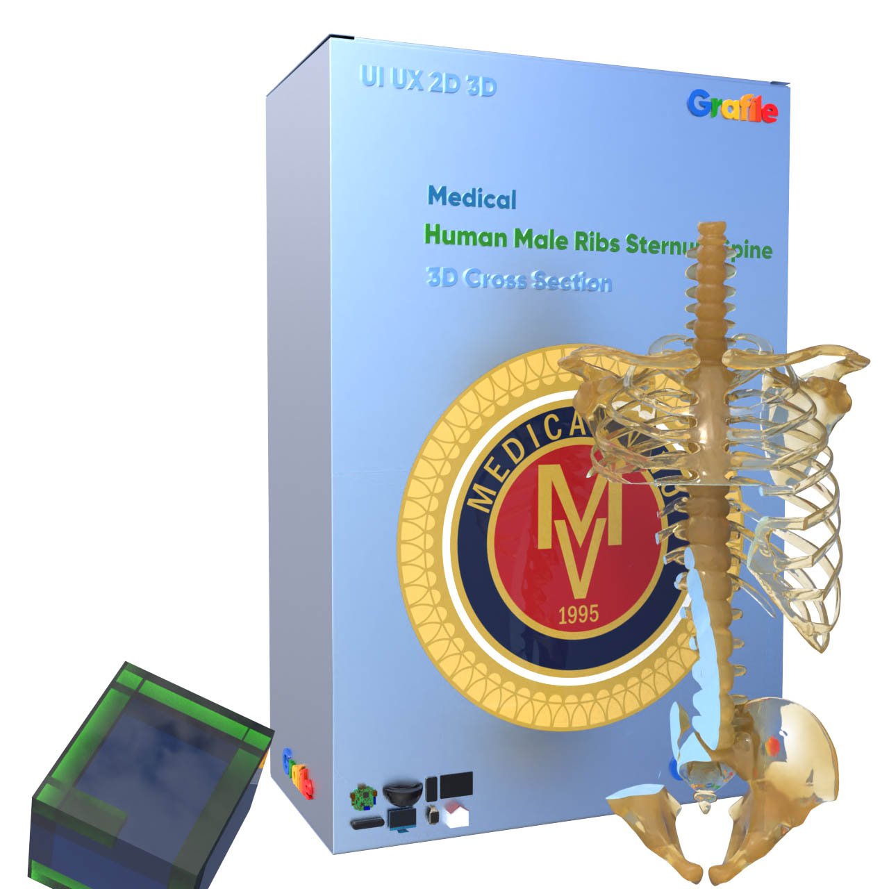 MV Human Male Ribs Sternum Spine Medical Skeletal  3D Cross  Section