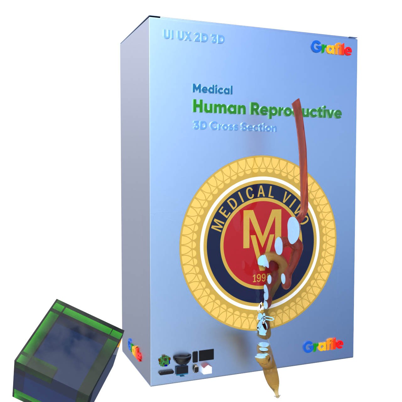 MV Human Reproductive Medical  Reproductive  3D Cross Section