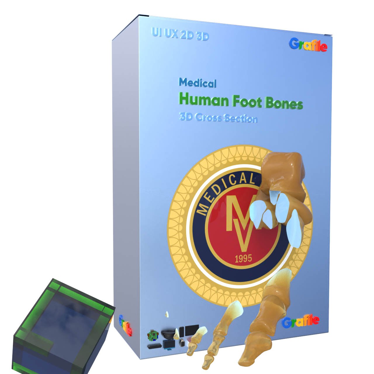 MV Human Foot Bones Medical  Skeletal 3D Cross Section