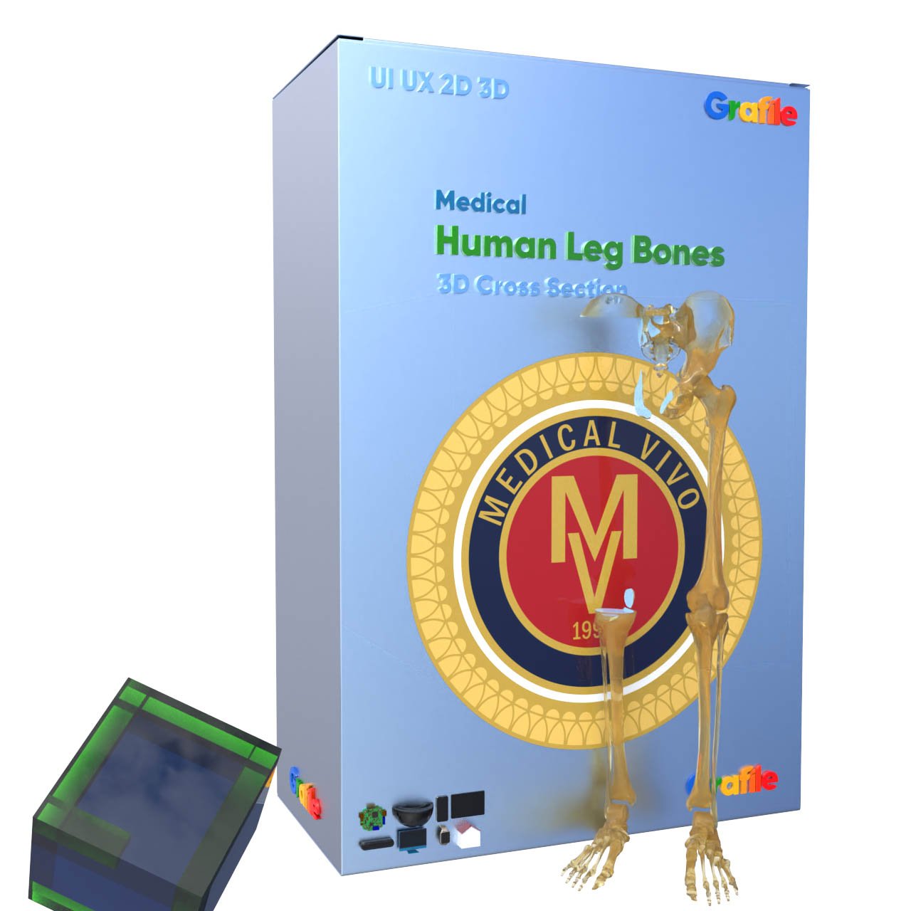 MV Human Leg Bones Medical  Skeletal 3D Cross Section