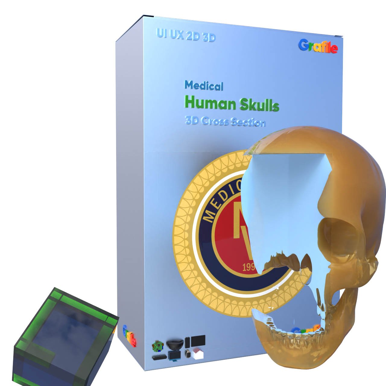 MV Human Skulls Medical  Skeletal 3D Cross Section