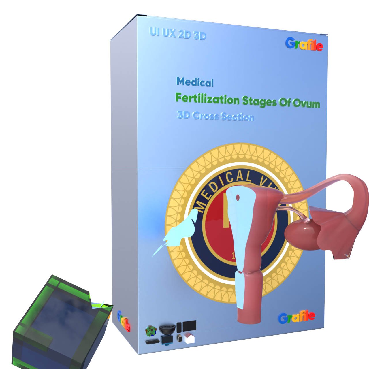 MV Fertilization Stages Of  Ovum Medical Reproductive  3D Cross  Section