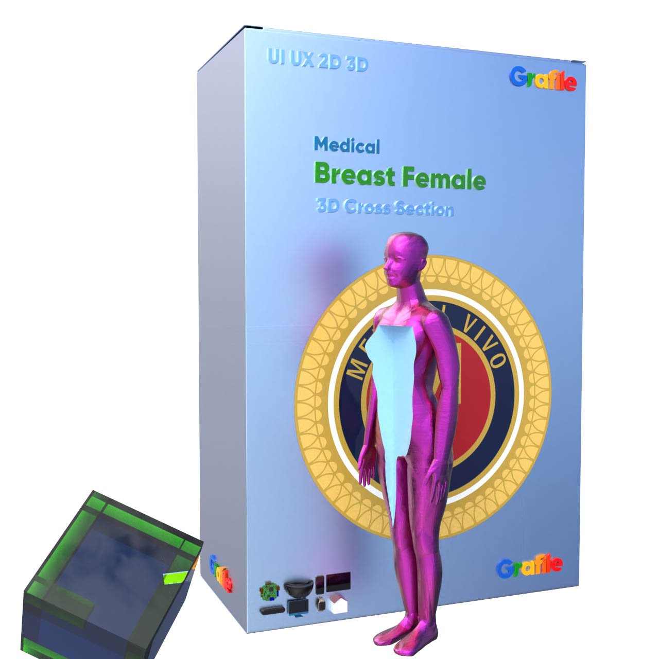 MV Breast Female Medical  Anatomy  3D Cross Section