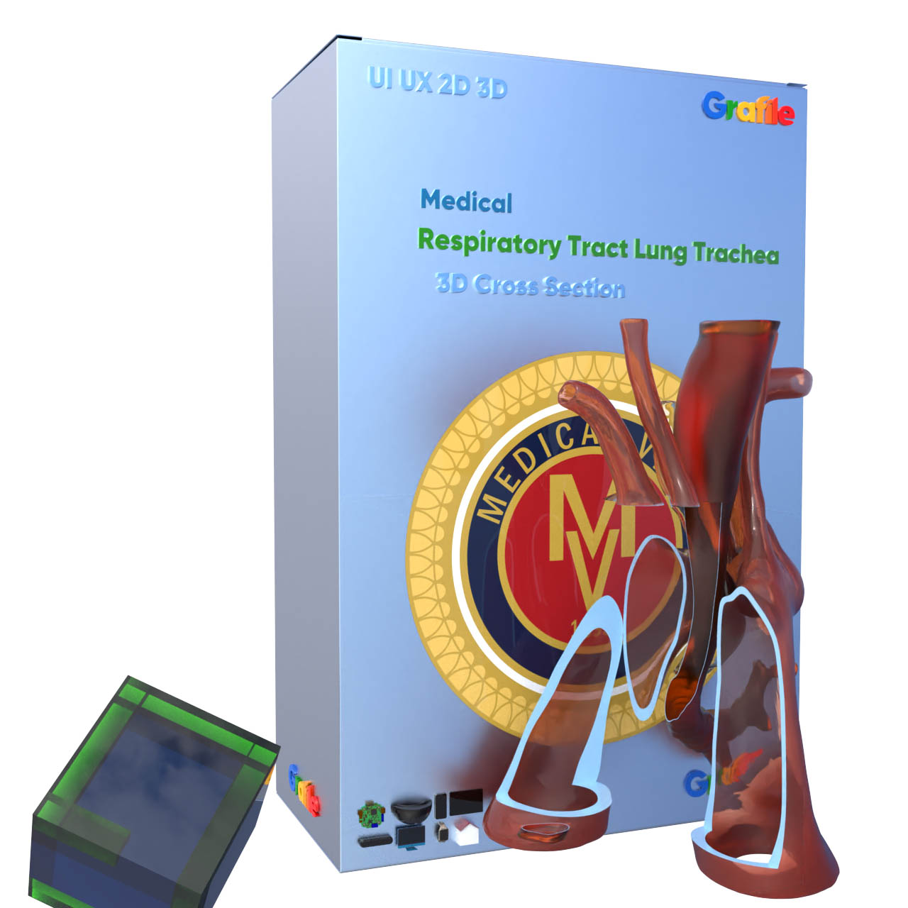 MV Respiratory Tract Lung  Trachea Medical Respiratory 3D Cross Section