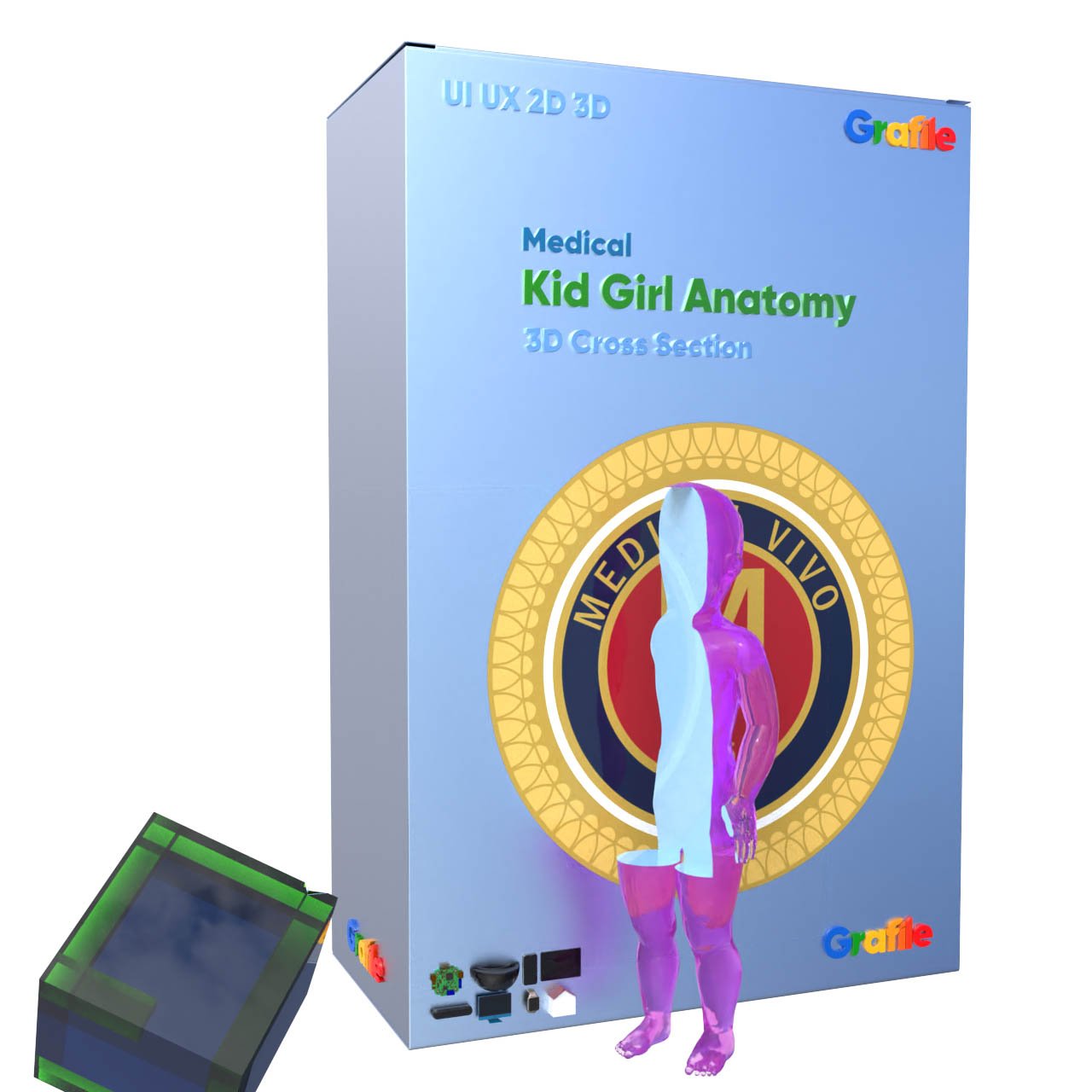 MV Kid Boy Anatomy Medical  Anatomy 3D Cross Section