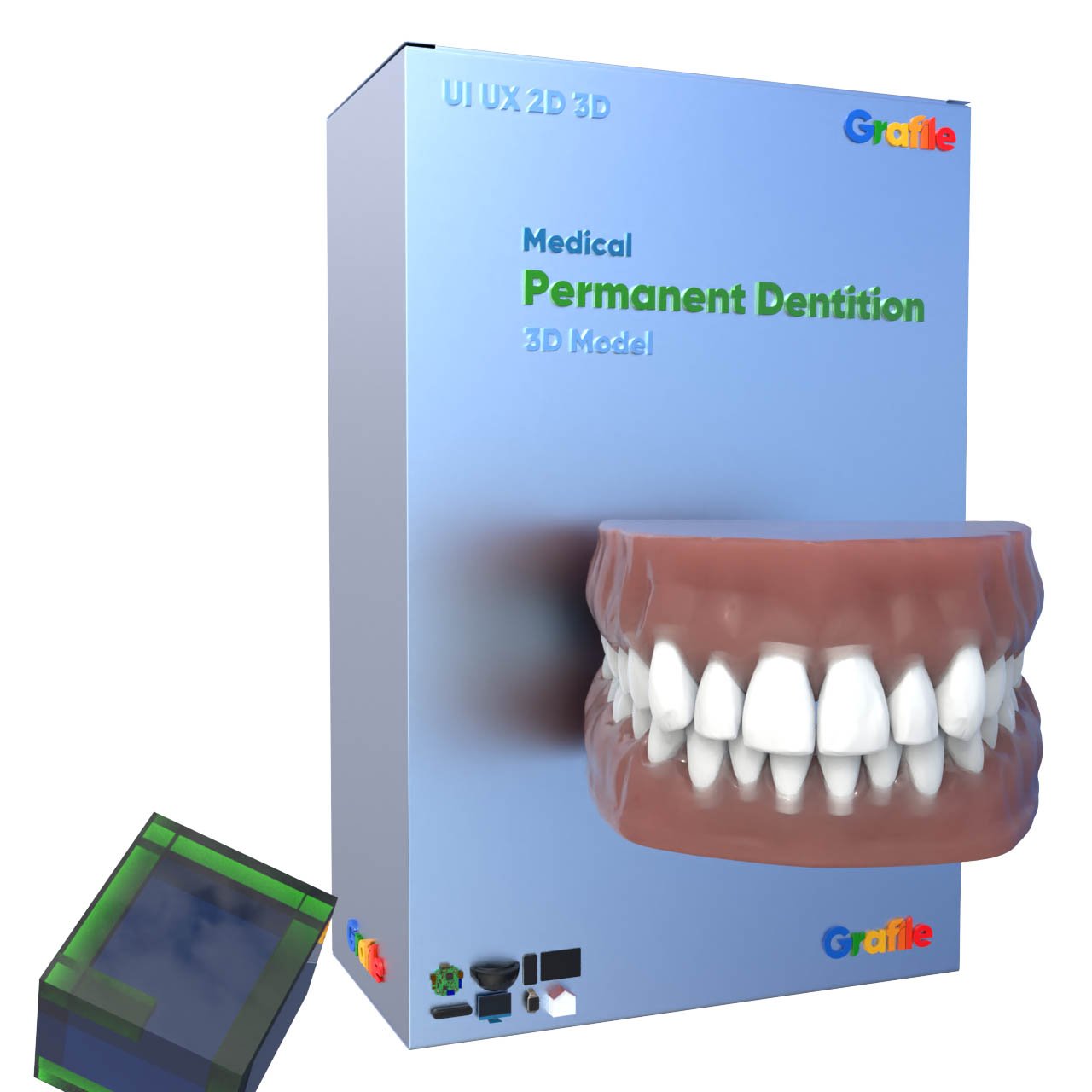 MV Permanent Dentition Medical Orthodontics 3D Model