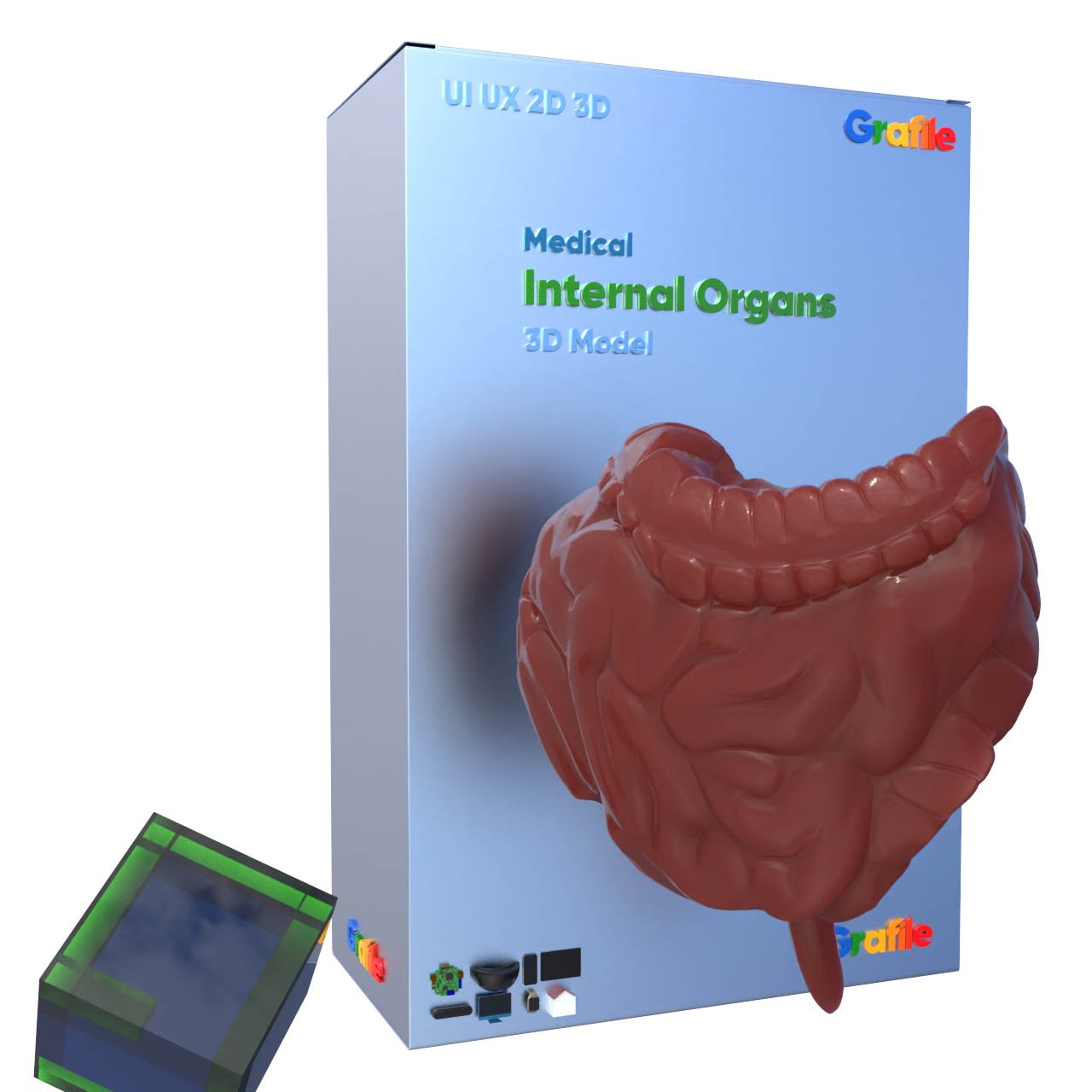 MV Internal Organs Medical Digestive 3D Model