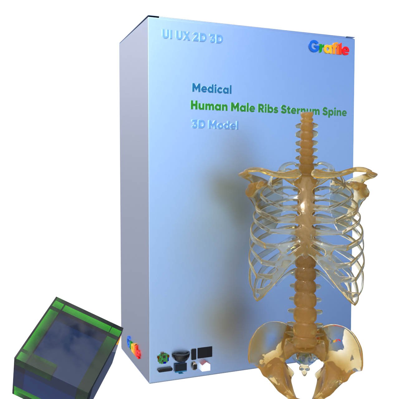 MV Human Male Ribs Sternum Spine Medical Skeletal  3D Model