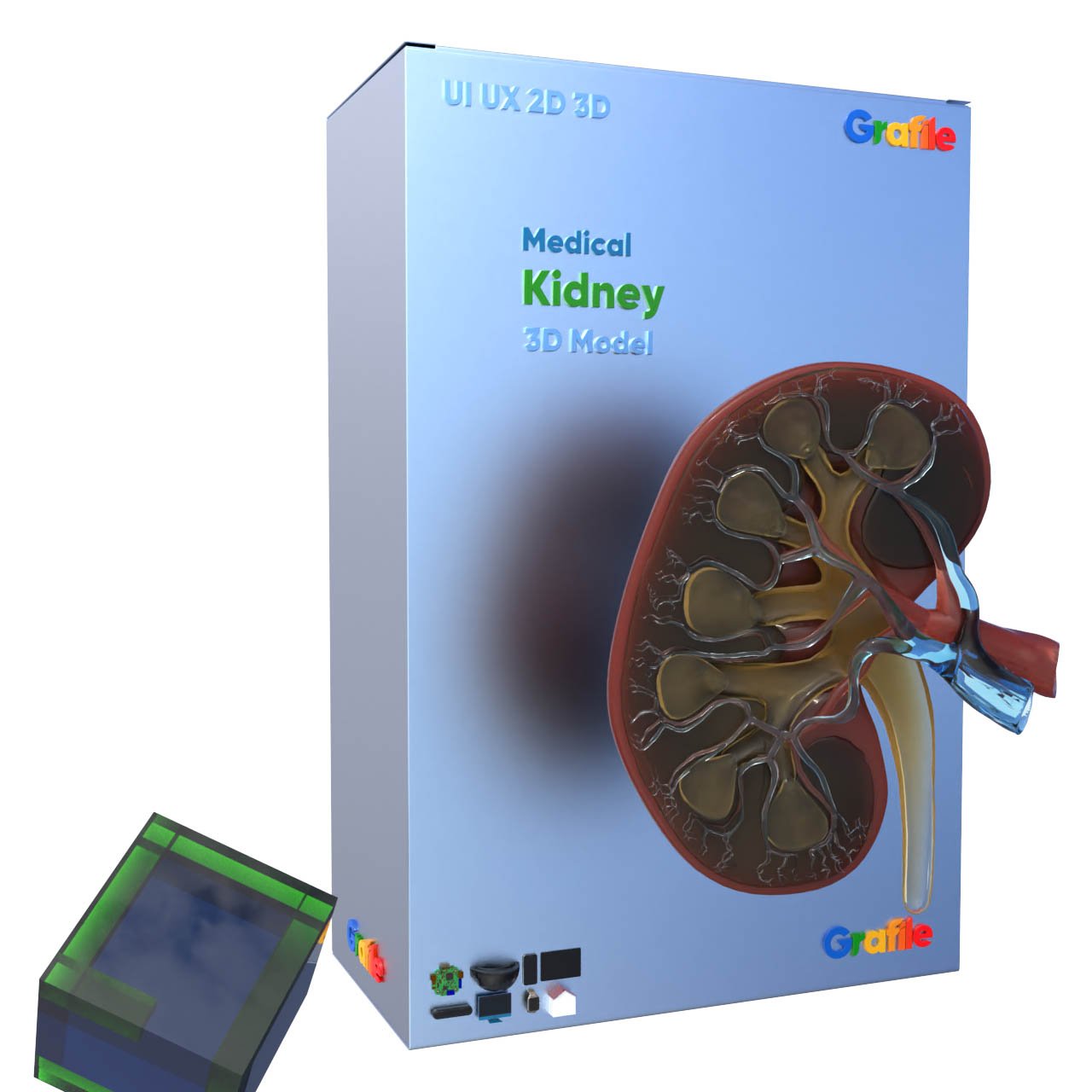 MV Kidney Medical Excretory 3D Model