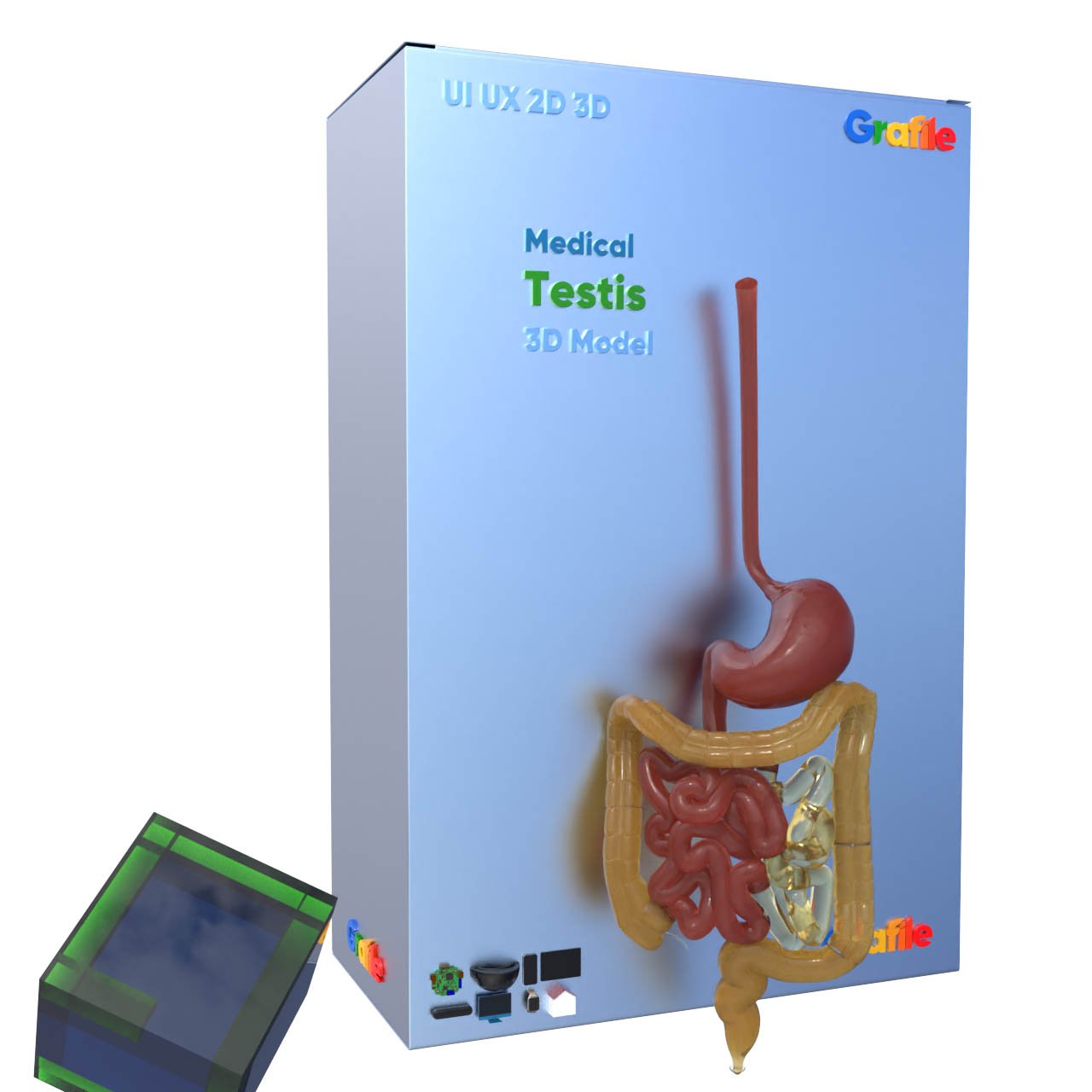 MV Testis Medical Reproductive  3D Model