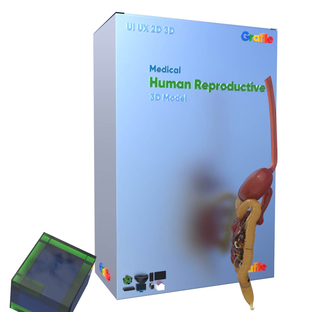 MV Human Reproductive Medical Reproductive  3D Model