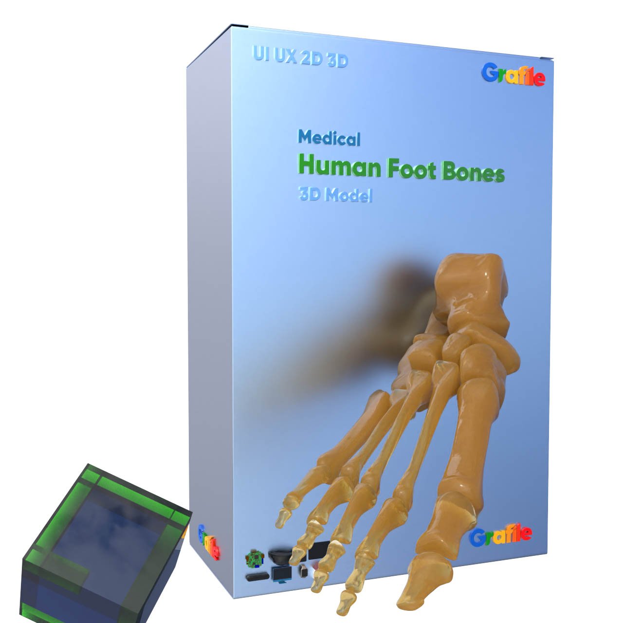 MV Human Foot Bones Medical Skeletal 3D Model