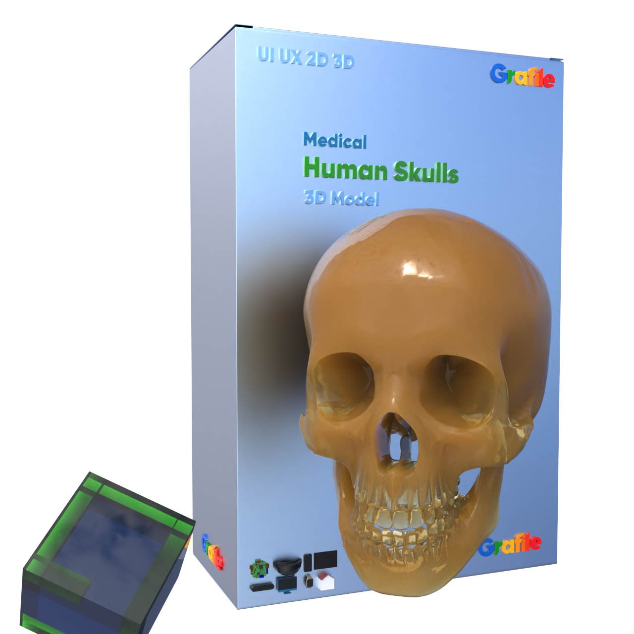 MV Human Skulls Medical Skeletal 3D Model