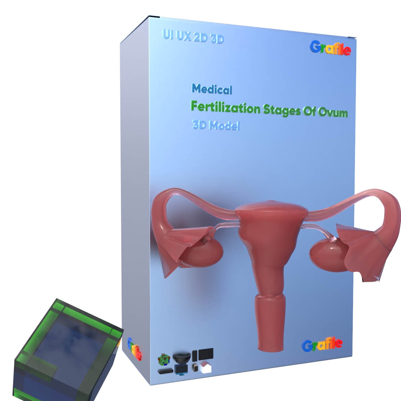 MV Fertilization Stages Of Ovum Medical Reproductive  3D Model