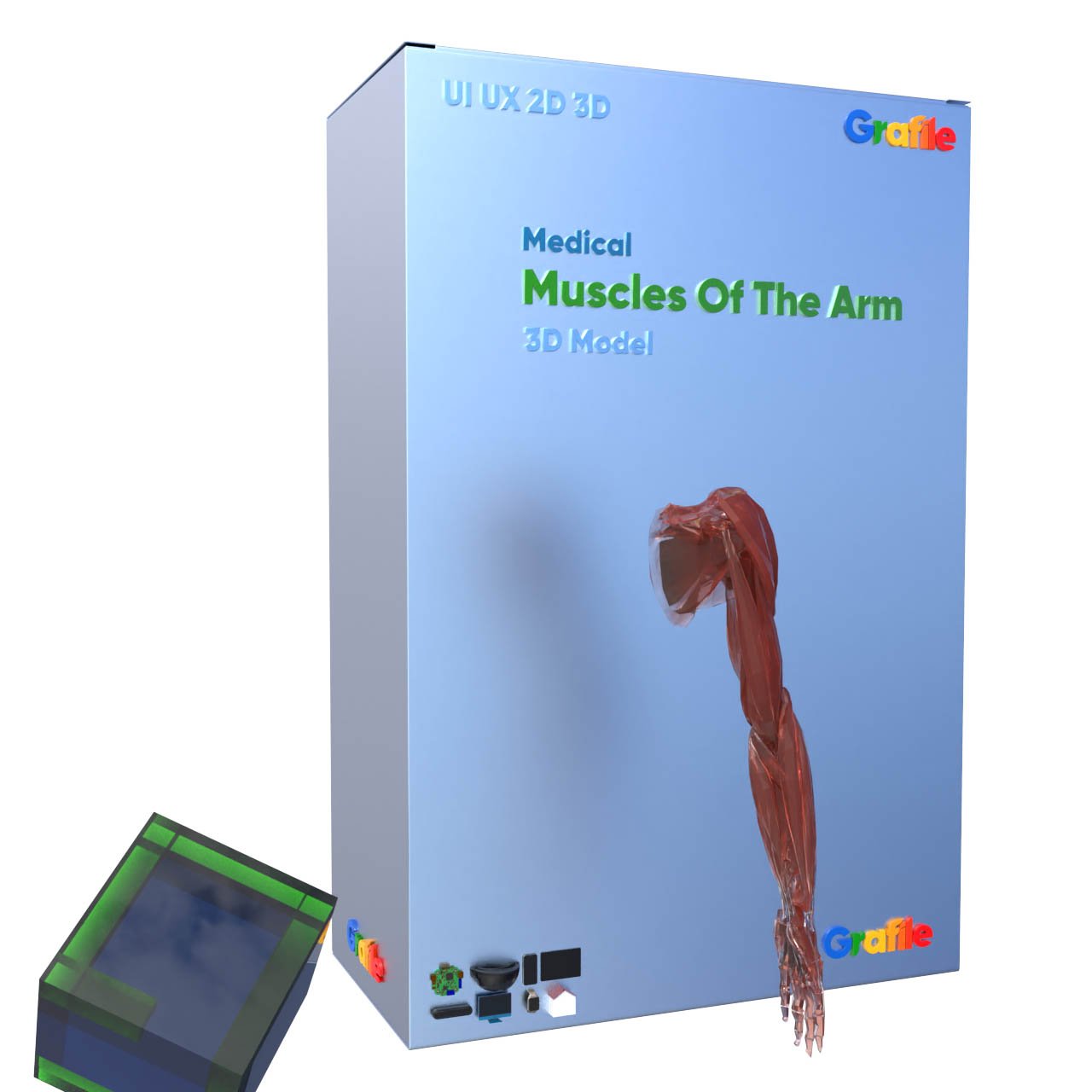 MV Muscles Of The Arm Medical Muscular 3D Model