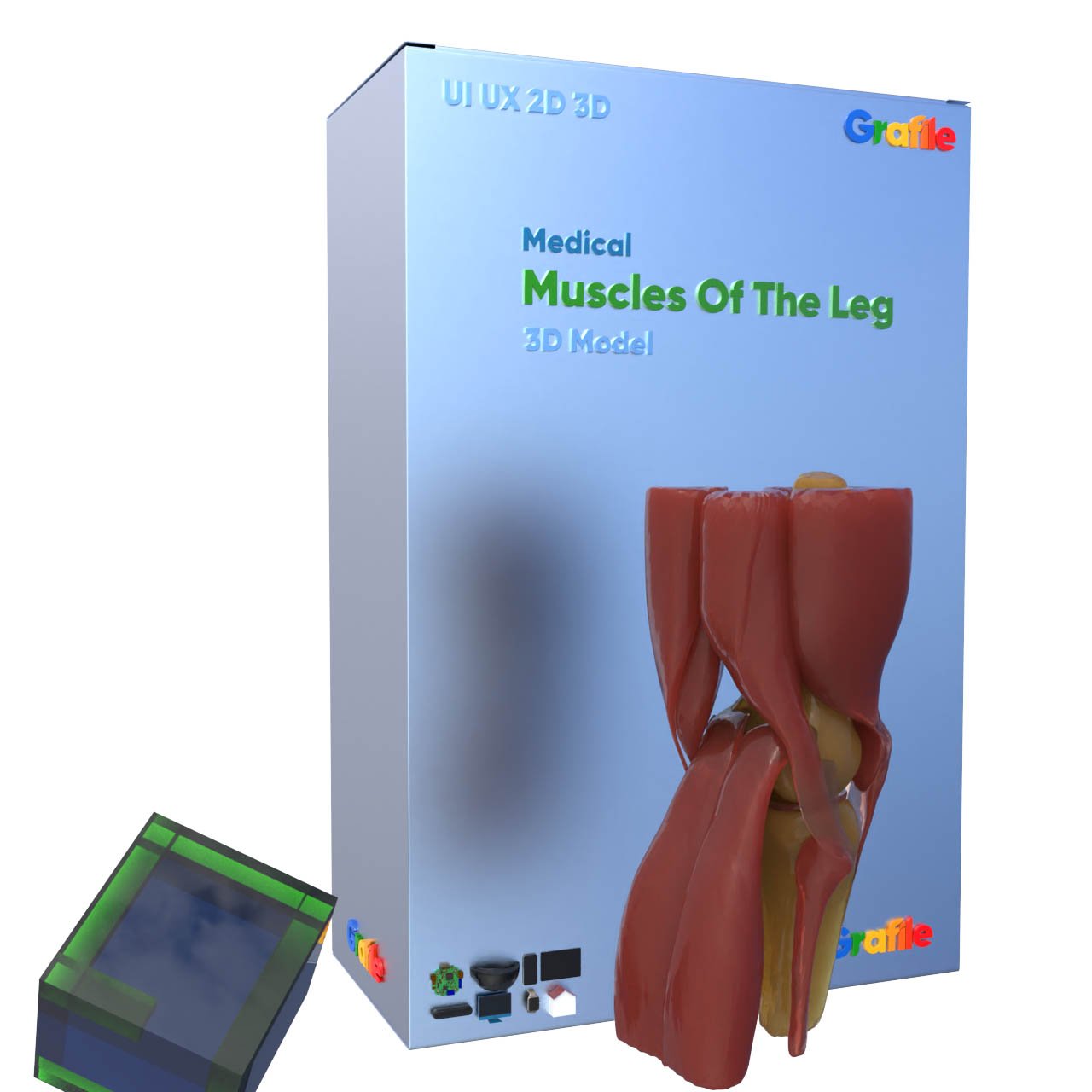 MV Muscles Of The Leg Medical Muscular 3D Model