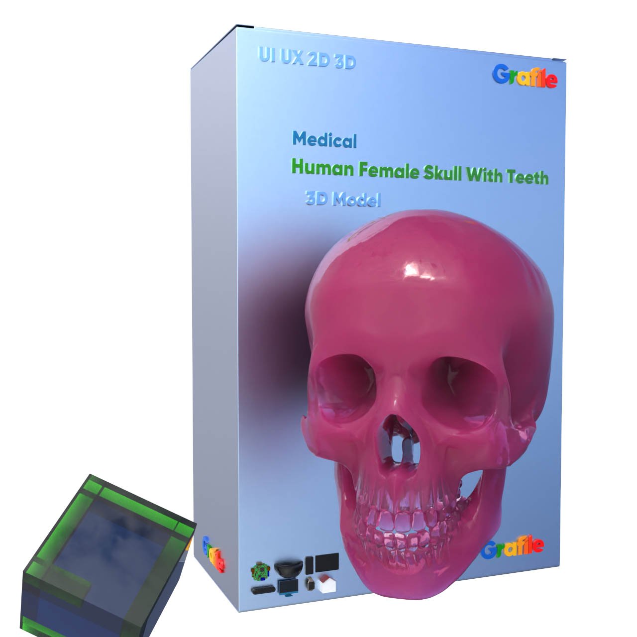 MV Human Female Skull With Teeth Medical Skeletal 3D Model