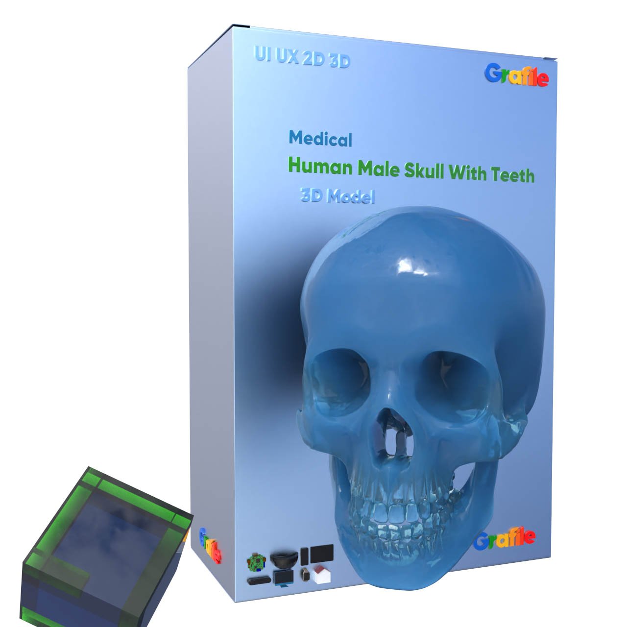 MV Human Male Skull With Teeth Medical Skeletal 3D Model