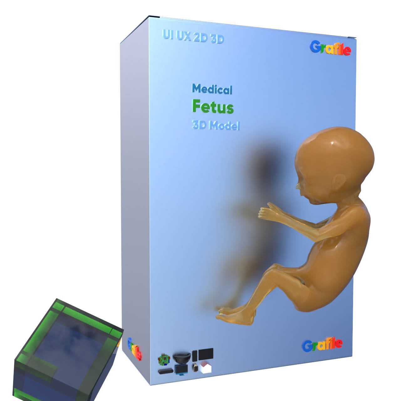 MV Fetus Medical Human 3D Model